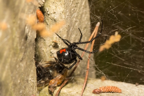 Pest control Yass spiders